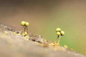 Attēlu rezultāti vaicājumam “Cribraria aurantiaca spores”