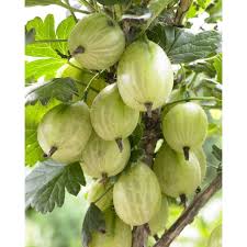 Attēlu rezultāti vaicājumam “Ribes uva-crispa fruit”