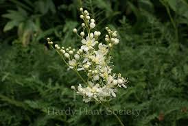Image result for Filipendula vulgaris