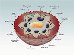 Attēlu rezultāti vaicājumam “Enteridium variabile plasmodium”