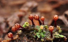 Attēlu rezultāti vaicājumam “Trichia botrytis var. cerifera”