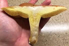 Attēlu rezultāti vaicājumam “Suillus granulatus”