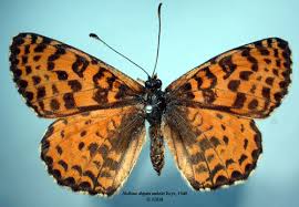 Attēlu rezultāti vaicājumam “Melitaea didyma”