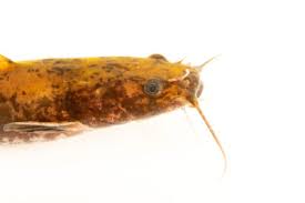 Image result for Pylodictis olivaris