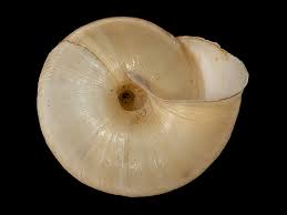 Attēlu rezultāti vaicājumam “Fruticola fruticum”