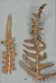 Attēlu rezultāti vaicājumam “Pteridium aquilinum”