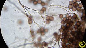 Attēlu rezultāti vaicājumam “Diderma umbilicatum”