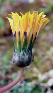 Attēlu rezultāti vaicājumam “Taraxacum suecicum”