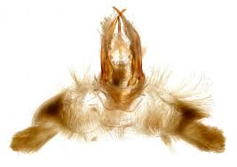 Attēlu rezultāti vaicājumam “Catarhoe rubidata”