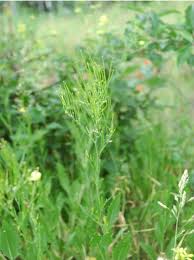 Attēlu rezultāti vaicājumam “Sisymbrium volgense flower”