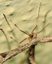 Attēlu rezultāti vaicājumam “Platyptilia gonodactyla”