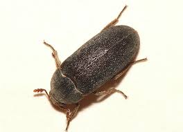 Attēlu rezultāti vaicājumam “Dermestes murinus”