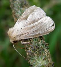 Attēlu rezultāti vaicājumam “Mythimna sp.”