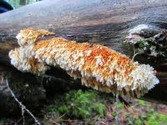 Attēlu rezultāti vaicājumam “Pycnoporellus alboluteus”