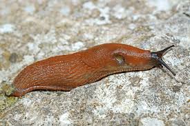 Attēlu rezultāti vaicājumam “Arion lusitanicus adult”