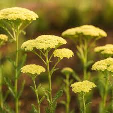 Attēlu rezultāti vaicājumam “Achillea salicifolia flower”
