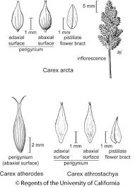 Attēlu rezultāti vaicājumam “Carex atherodes”