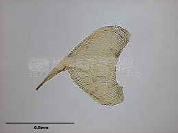 Attēlu rezultāti vaicājumam “Campylium chrysophyllum”