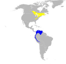 Image result for Dendroica fusca