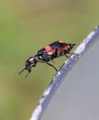 Attēlu rezultāti vaicājumam “Anthocomus fasciatus”