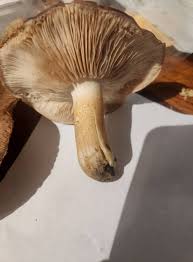 Attēlu rezultāti vaicājumam “Diachea muscorum”