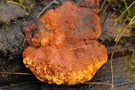 Attēlu rezultāti vaicājumam “Phellinus chrysoloma”