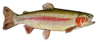 Image result for Oncorhynchus mykiss
