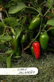 Afbeeldingsresultaat voor jalapeno early hot pepper