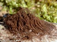 Attēlu rezultāti vaicājumam “Symphytocarpus flaccidus”