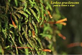Attēlu rezultāti vaicājumam “Leskea polycarpa sporophyte”