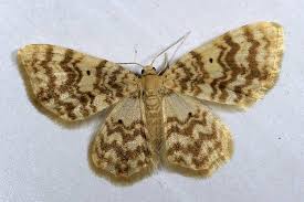 Attēlu rezultāti vaicājumam “Hydrelia flammeolaria”