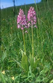 Attēlu rezultāti vaicājumam “Orchis militaris leaf”
