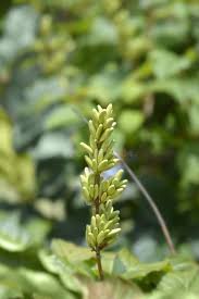 Attēlu rezultāti vaicājumam “Syringa vulgaris fruit”