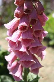 Image result for Fingerhut rot