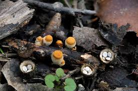 Attēlu rezultāti vaicājumam “Crucibulum laeve”