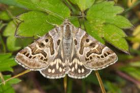 Attēlu rezultāti vaicājumam “Callistege mi”