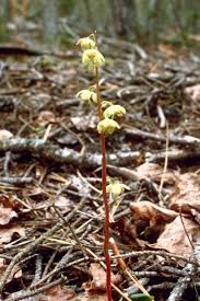 Attēlu rezultāti vaicājumam “Pyrola chlorantha”