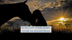 Image result for South Weylands Equestrian