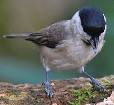 Attēlu rezultāti vaicājumam “Poecile palustris”