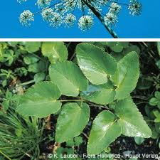 Attēlu rezultāti vaicājumam “Laserpitium latifolium bud”