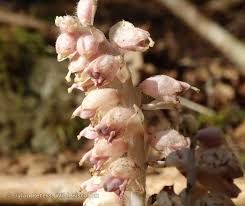 Attēlu rezultāti vaicājumam “Lathraea squamaria”