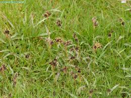 Attēlu rezultāti vaicājumam “Luzula campestris”