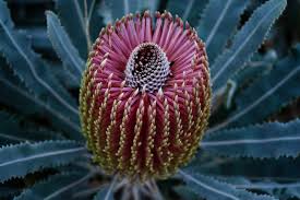 Attēlu rezultāti vaicājumam “Pseudotsuga menziesii flower”