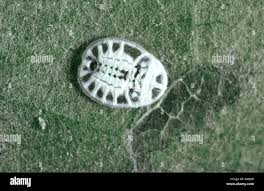 Attēlu rezultāti vaicājumam “Aleurochiton aceris”