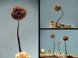 Attēlu rezultāti vaicājumam “Comatricha elegans”