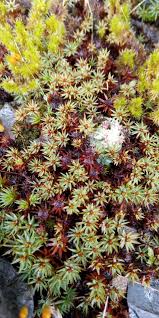 Attēlu rezultāti vaicājumam “Pogonatum urnigerum”