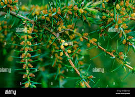 Attēlu rezultāti vaicājumam “Juniperus communis male flower”