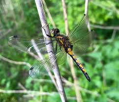Attēlu rezultāti vaicājumam “Leucorrhinia pectoralis”