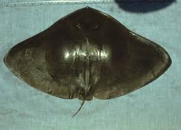 Image result for Gymnura micrura