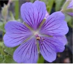 Attēlu rezultāti vaicājumam “Geranium bohemicum flower”
